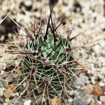 Lobivia aurea var. catamarcensis KP 211