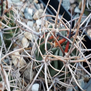 Lobivia ferox aff. var. longispina FR 396