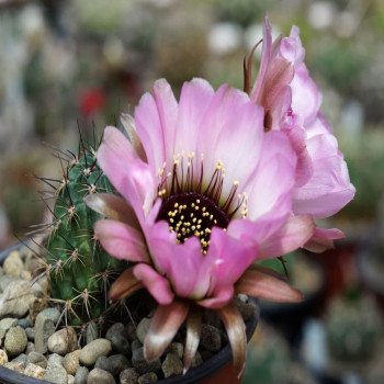 Echinopsis (Lobivia) jajoiana cv. Anemone