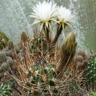 Lobivia ferox DJF 288