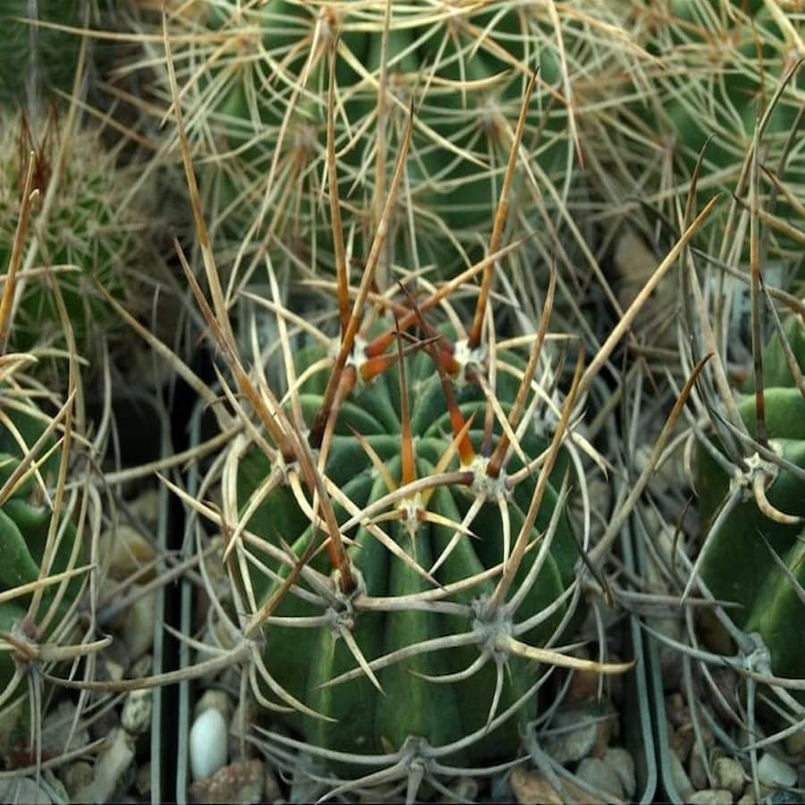 Lobivia ferox var. longispina JO 155