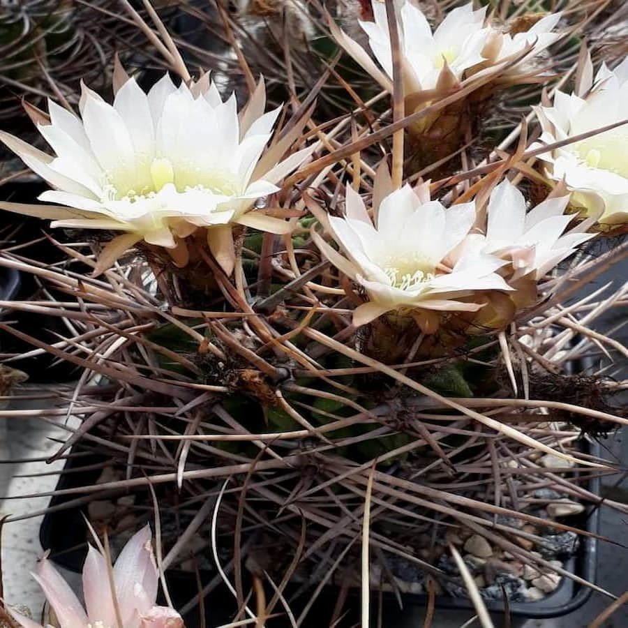 Lobivia ferox var.longispina