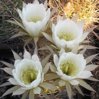 Lobivia ferox var.longispina DJF 281