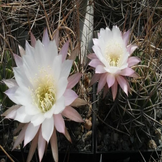 Lobivia ferox var.longispina LF 46