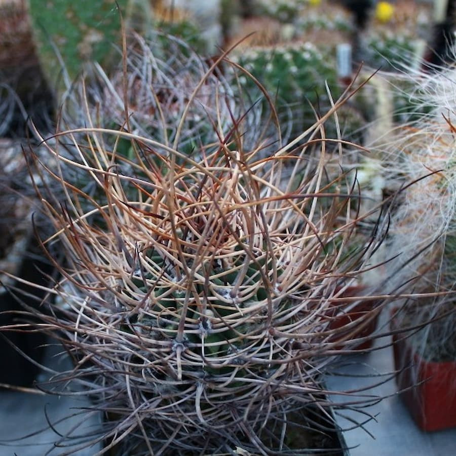 Lobivia ferox var.longispina LF 47A