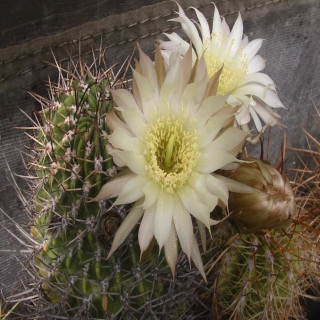 Lobivia ferox var.longispina Tres Cruzes