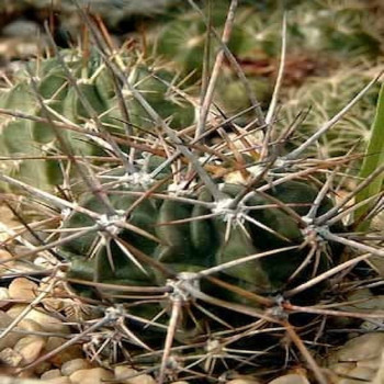 Lobivia ferox var.potosina