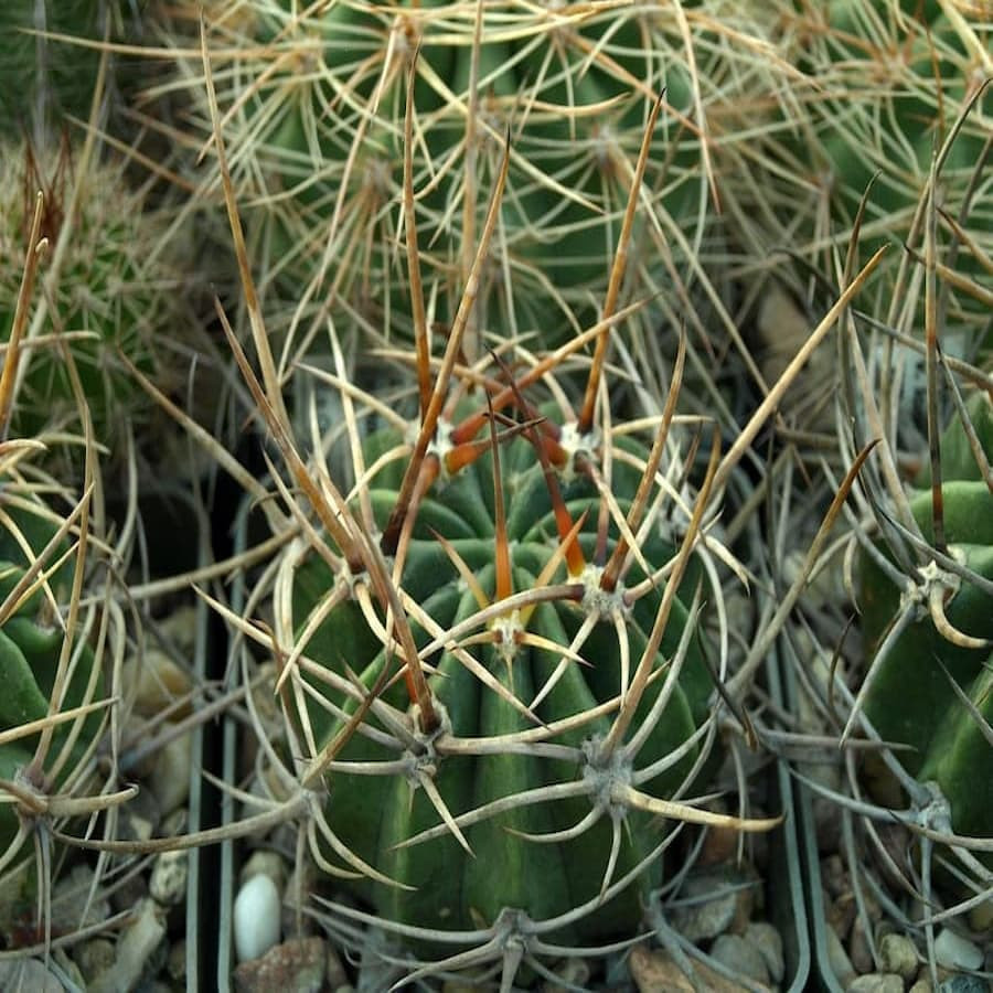 Lobivia ferox var.potosina R 74