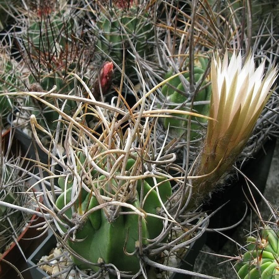 Lobivia hastifera (ferox f.)