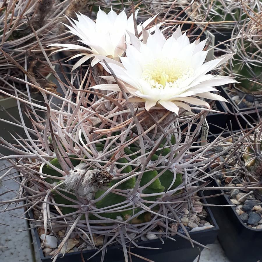 Lobivia longispina WR 692