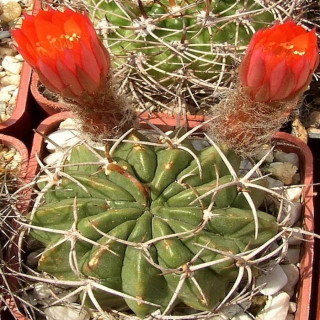 Lobivia tegleriana incuriensis