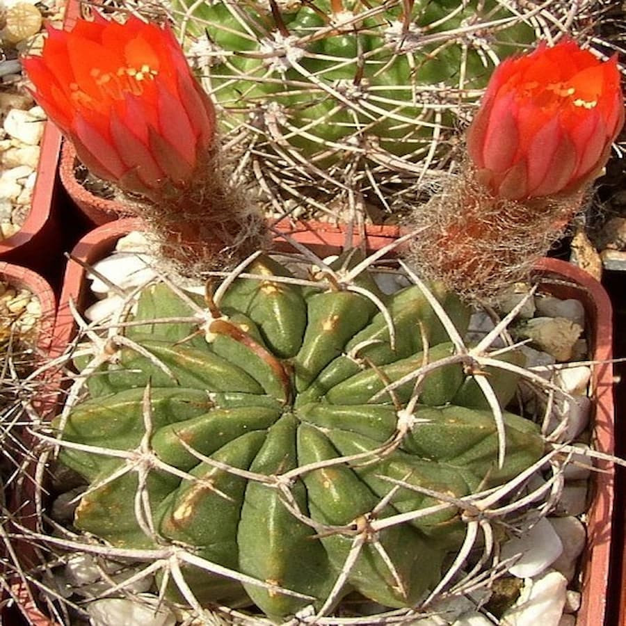 Lobivia tegleriana incuriensis