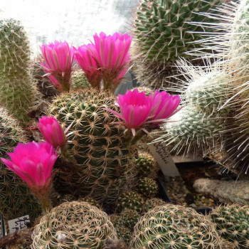 Lobivia tiegeliana var. pusilla