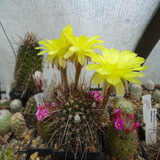 Lobivia aurea var. longispina Form KP 313