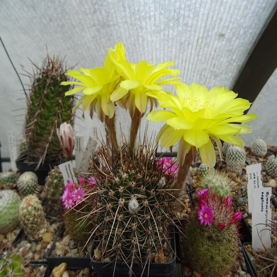 Lobivia aurea var. longispina Form KP 313