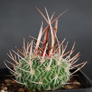 Echinofossulocactus crispatus var. grandicornis SB 437 Huizache, San Luis Potosi, Mexico