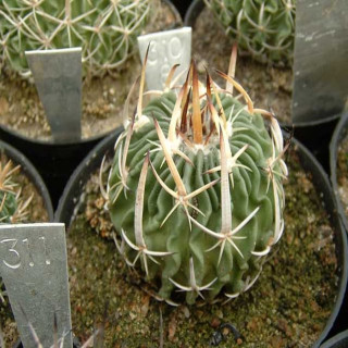 Echinofossulocactus erectocentrus