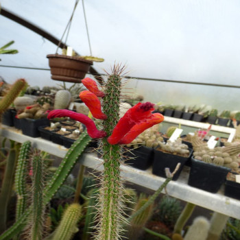 Cleistocactus baumannii ssp. santacruzensis