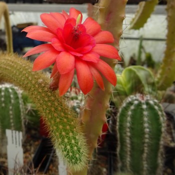 Hildewintera Hyb.Chimgau Blut, hängend, leuchtend rot