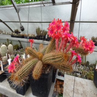 Hildewintera Hyb. “Helms Neue “ x Trichocereus camarguensis, eine ganz tolle Hybride !!!