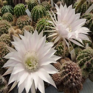 Echinopsis eyrisii Hyb.