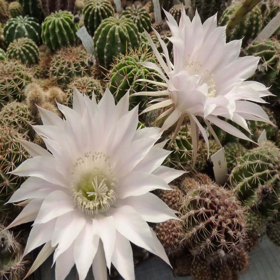 Echinopsis eyrisii Hyb.
