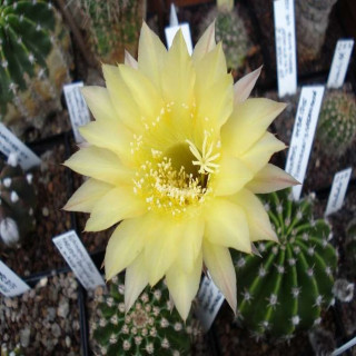 Echinopsis Hyb.