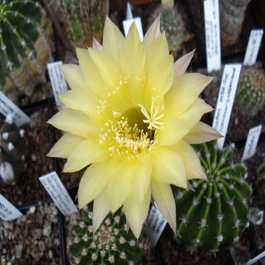 Echinopsis Hyb.