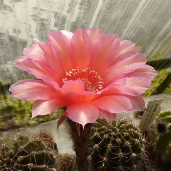 Echinopsis Hyb. Aurora