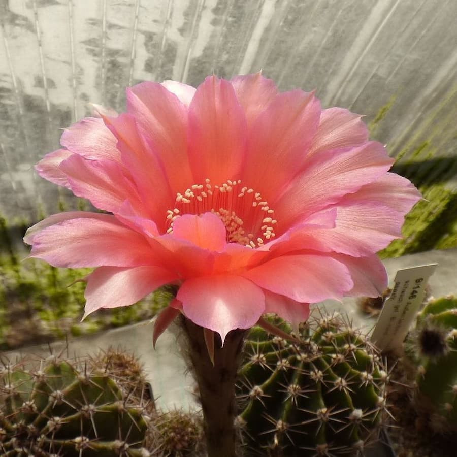 Echinopsis Hyb. Aurora