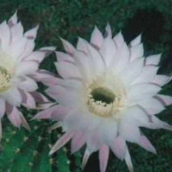 Echinopsis Hyb. Elfe