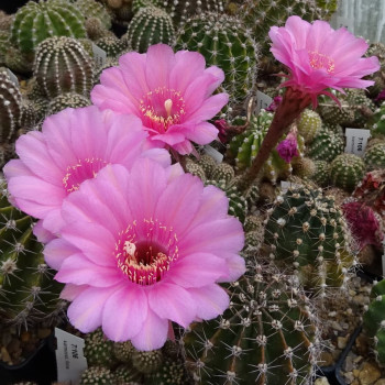 Echinopsis Hyb. Ilona