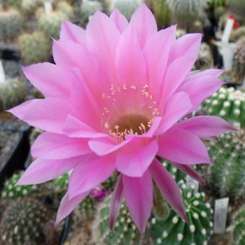 Echinopsis Hyb. Kate Walker X Stars and Stripes