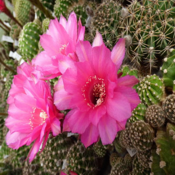 Echinopsis Hyb. Kermesiana x Ritteri