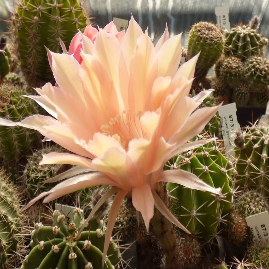 Echinopsis Hyb. Orangade