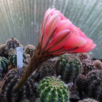 Echinopsis Hyb. Orbit 4