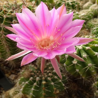 Echinopsis Hyb. Orion1