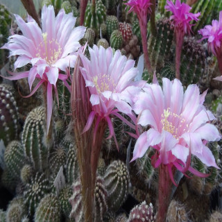 Echinopsis Hyb. Paita