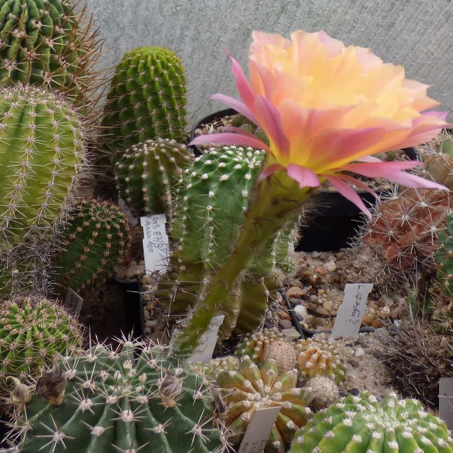 Echinopsis Hyb. Red Wonder