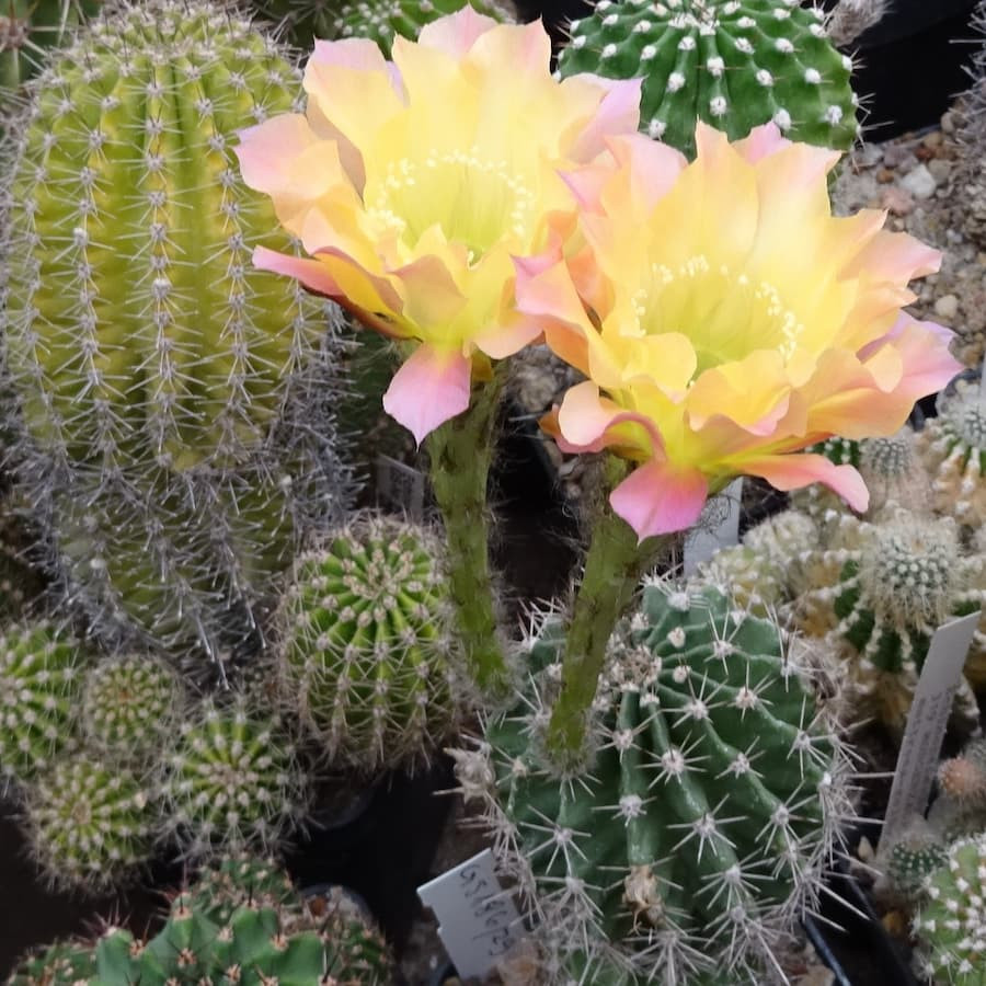 Echinopsis Hyb. Red Wonder