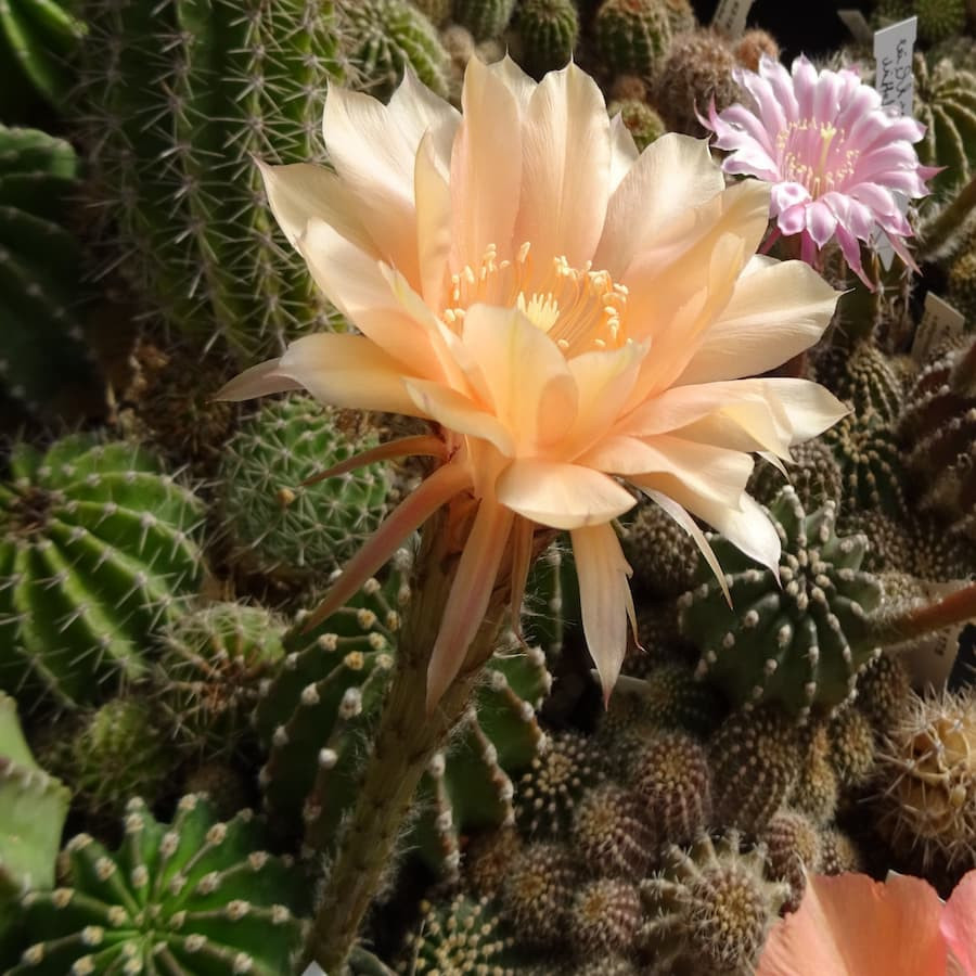 Echinopsis Hyb. Salmon Queen