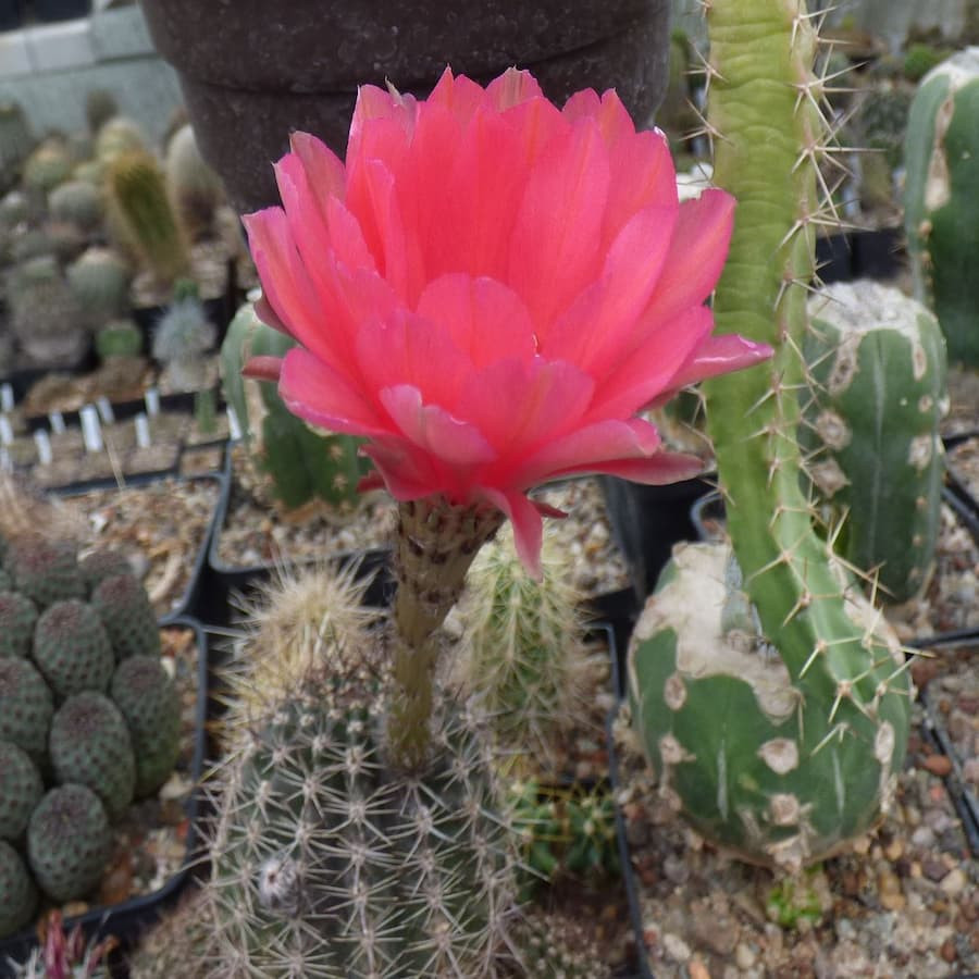 Echinopsis Hyb. Vulkan