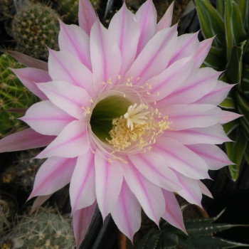 Echinopsis Hyb.Hans Sachs