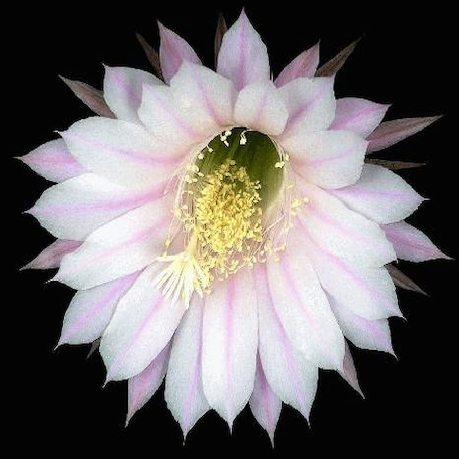 Echinopsis Hyb.Hans Sachs