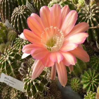 Echinopsis Hyb.Maas 100