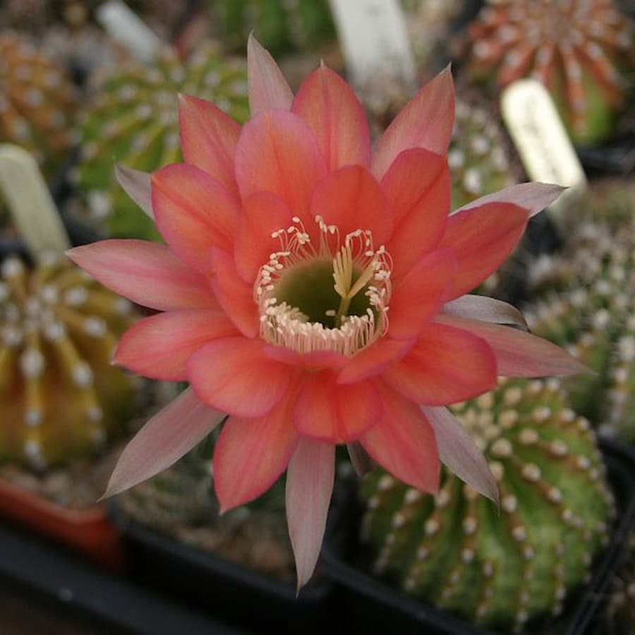 Echinopsis Hyb.Maas 100
