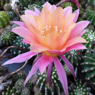 Echinopsis Hyb.Morgenzauber