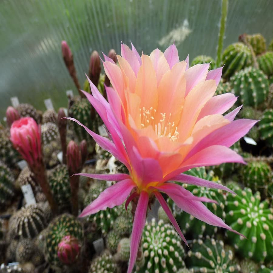 Echinopsis Hyb.Morgenzauber