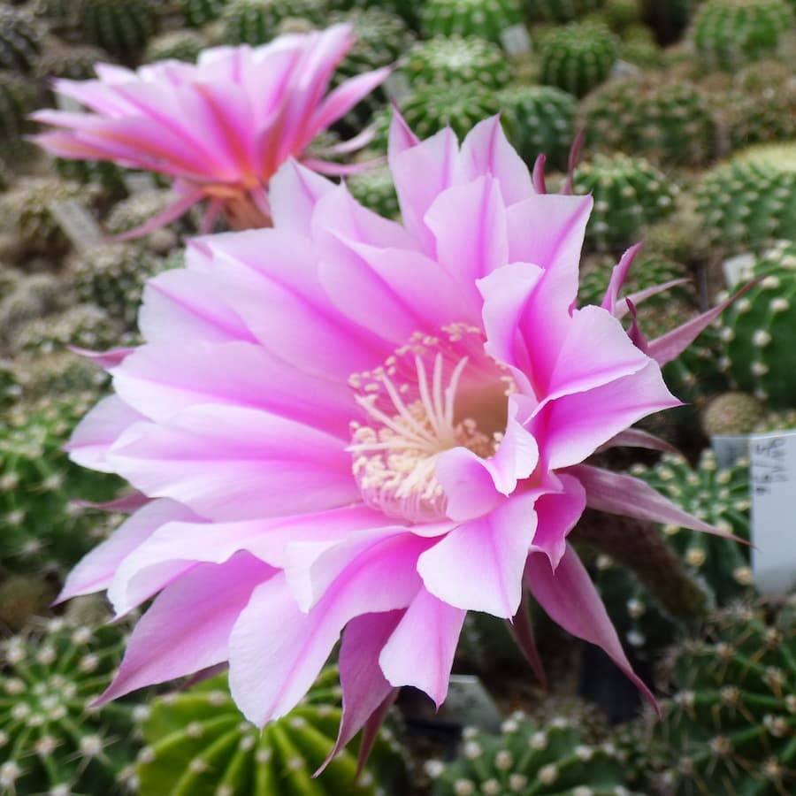 Echinopsis Hyb.Serenade