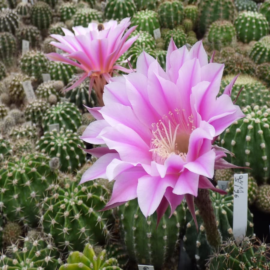 Echinopsis Hyb.Serenade